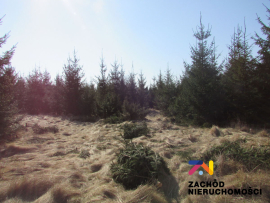 Na SprzedaŻ DziaŁka W Cigacicach 900 M2